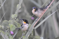 Donacobius atricapilla